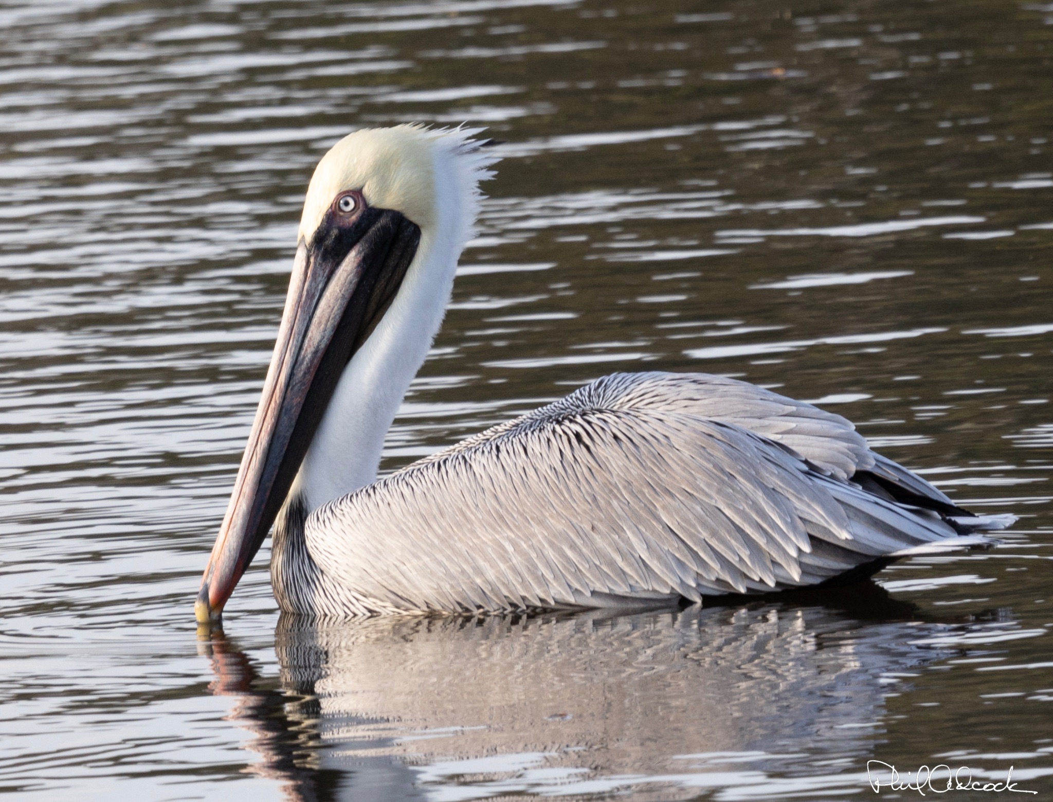 Florida Brown Pelican
